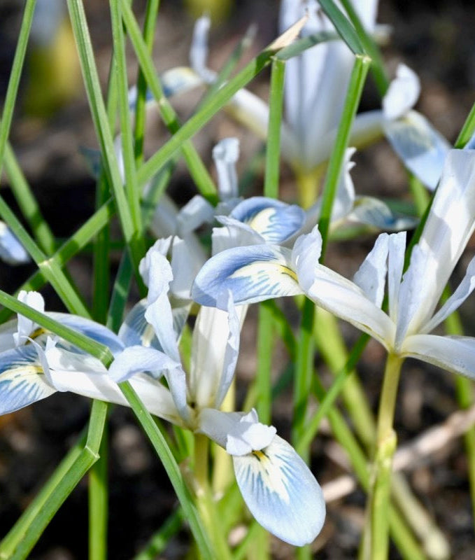 Kosatec (Iris) síťkovaný 