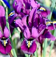 Načíst obrázek do prohlížeče Galerie, Kosatec (Iris) síťkovaný - "Purple Hill", 10ks, 20ks nebo 50ks
