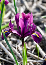 Načíst obrázek do prohlížeče Galerie, Kosatec (Iris) síťkovaný - &quot;Rejoice&quot;, 7ks
