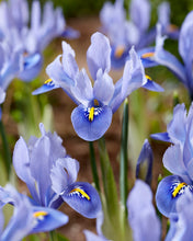 Načíst obrázek do prohlížeče Galerie, Kosatec (Iris) síťkovaný - &quot;Alida&quot;, 10ks
