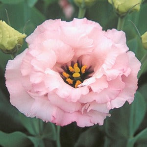 Jícnovka (Eustoma) - F1 Arena Baby Pink III