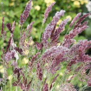 Melinis nerviglumis - 
