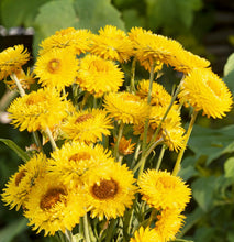 Načíst obrázek do prohlížeče Galerie, Slaměnka listenatá - &quot;King Size&quot;, Golden
