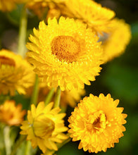 Načíst obrázek do prohlížeče Galerie, Slaměnka listenatá - &quot;King Size&quot;, Golden
