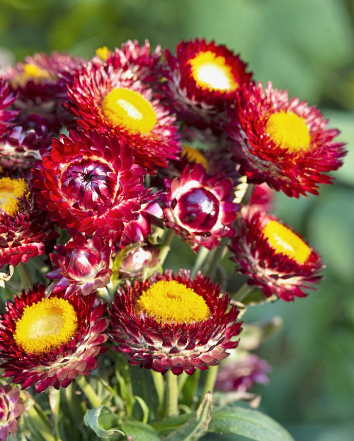 Slaměnka listenatá - 