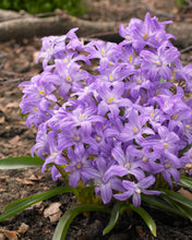 Načíst obrázek do prohlížeče Galerie, Ladoňka zářící - "Violet Beauty ®", 10ks, 20ks, 50ks
