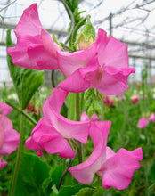 Načíst obrázek do prohlížeče Galerie, Hrachor vonný - &quot;Winter Sunshine&quot;, Rose
