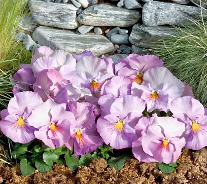 Viola - 