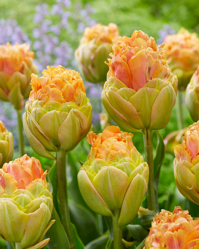 Tulipán - 