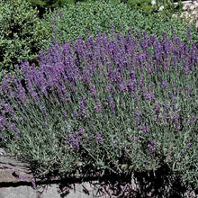 Načíst obrázek do prohlížeče Galerie, Levandule úzkolistá - &quot;Hidcote Blue&quot;
