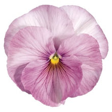 Načíst obrázek do prohlížeče Galerie, Viola - &quot;F1 Inspire&quot;, Lilac Shades
