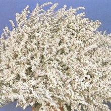 Načíst obrázek do prohlížeče Galerie, Statice (Limonka) Tatarská - "Woodcreek"

