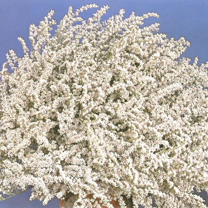 Statice (Limonka) Tatarská - 