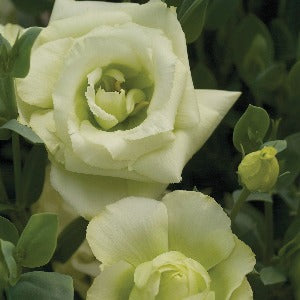 Jícnovka (Eustoma) - 