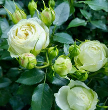 Načíst obrázek do prohlížeče Galerie, Růže - &quot;Lovely Green ®&quot;, sazenice 1ks
