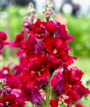 Načíst obrázek do prohlížeče Galerie, Hledík větší - &quot;Madame Butterfly&quot;, Red
