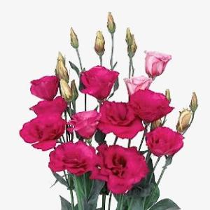 Jícnovka (Eustoma) - 