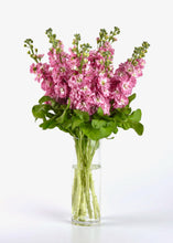 Načíst obrázek do prohlížeče Galerie, Fiala sivá - &quot;Stock, Mathilda&quot;, Antique rose
