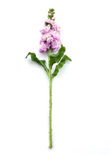 Načíst obrázek do prohlížeče Galerie, Fiala sivá - &quot;Stock, Mathilda&quot;, Pink
