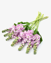 Načíst obrázek do prohlížeče Galerie, Fiala sivá - &quot;Stock, Mathilda&quot;, Pink
