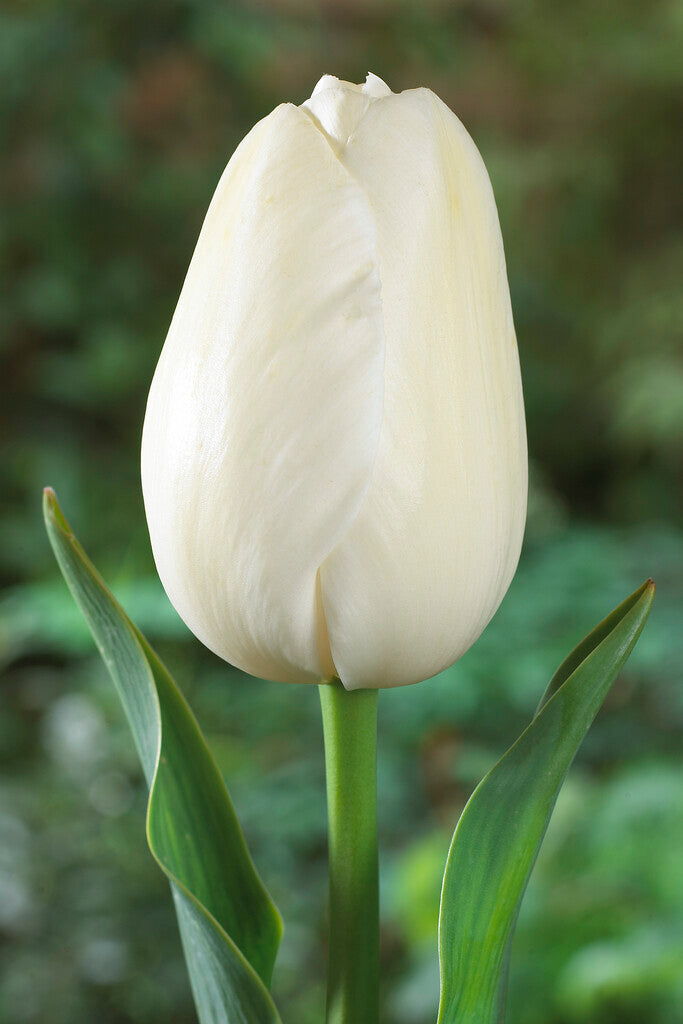 Tulipán - 