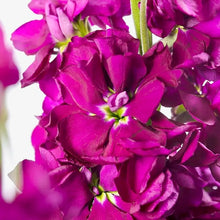Načíst obrázek do prohlížeče Galerie, Fiala sivá - &quot;Milla&quot;, Purple
