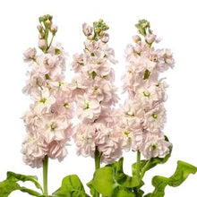 Načíst obrázek do prohlížeče Galerie, Fiala sivá - &quot;Milla&quot;, Light Pink

