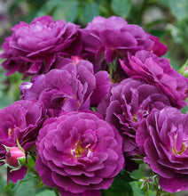 Načíst obrázek do prohlížeče Galerie, Růže - &quot;PURPLE EDEN ®&quot;, sazenice 1 ks
