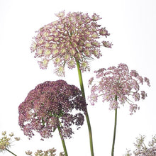 Načíst obrázek do prohlížeče Galerie, Okrasná mrkev - &quot;Dara, Purple Kisses&quot;
