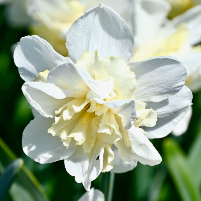Narcis - 