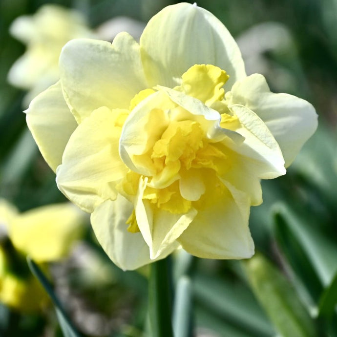 Narcis - 