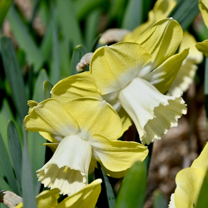 Narcis - 