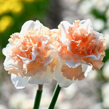 Načíst obrázek do prohlížeče Galerie, Narcis - &quot;Flower Surprise&quot;, 5ks
