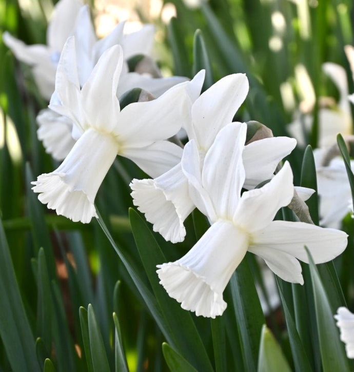 Narcis - 