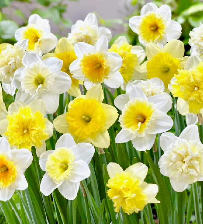 Narcisy  - 