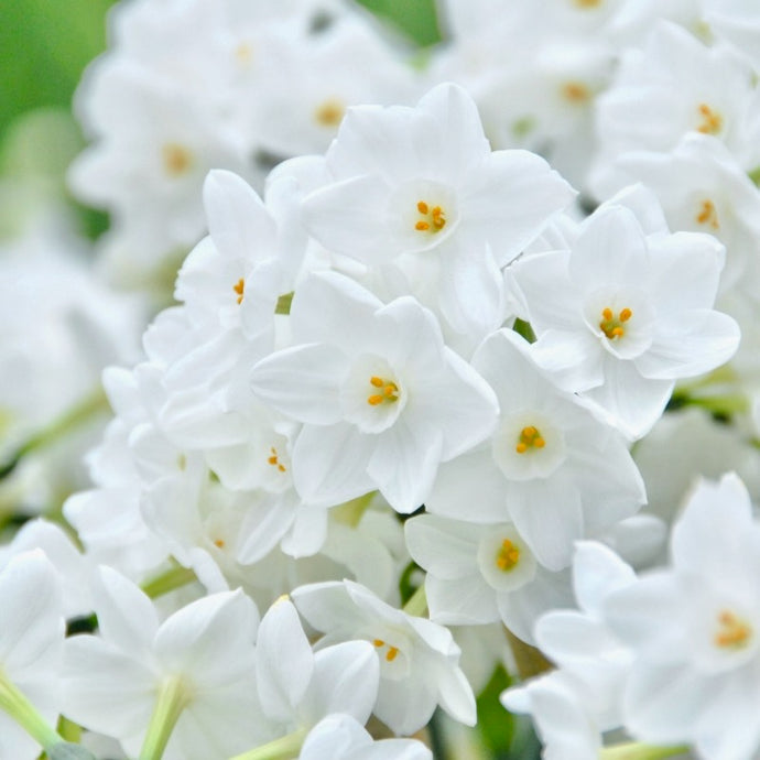 Narcis - 