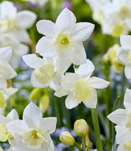Načíst obrázek do prohlížeče Galerie, Narcis - &quot;Pueblo&quot;, 8ks
