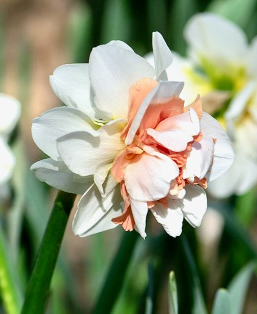 Narcis - 