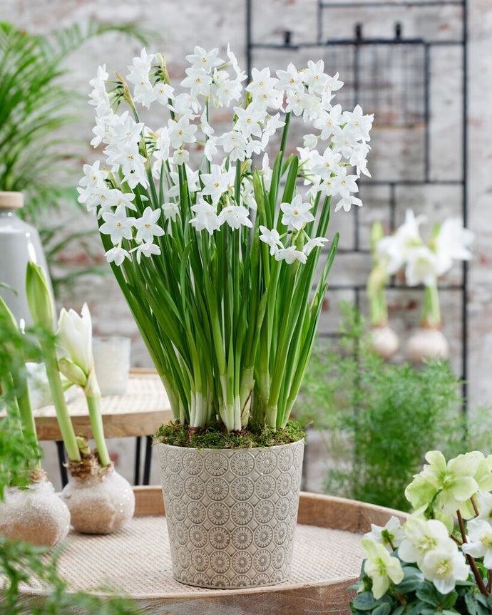 Narcis - 