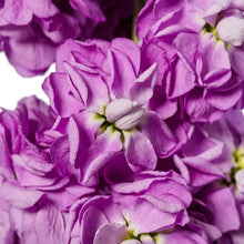 Načíst obrázek do prohlížeče Galerie, Fiala sivá - &quot;Milla&quot;, Aubergine
