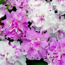 Načíst obrázek do prohlížeče Galerie, Petúnie Grandiflora - &quot;Double Cascade&quot;, Orchid Mist
