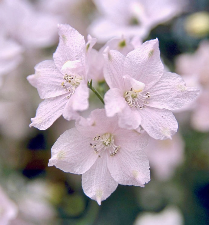Ostrožka grandiflora - 