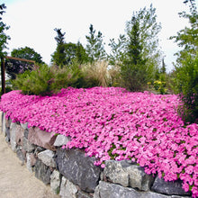 Načíst obrázek do prohlížeče Galerie, Petúnia převislá - " Hybrida Wave", Pink
