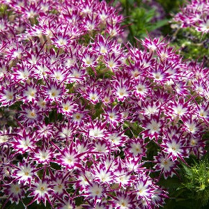 Plamenka Drummondova (Flox) - 