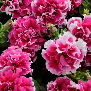 Petúnie Grandiflora - 