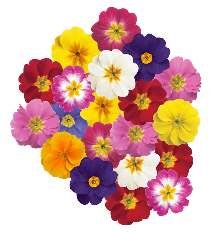 Prvosenka (Primule) - 