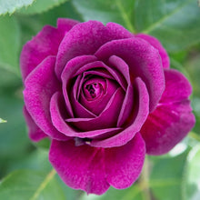 Načíst obrázek do prohlížeče Galerie, Růže - &quot;PURPLE EDEN ®&quot;, sazenice 1 ks
