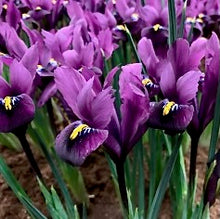 Načíst obrázek do prohlížeče Galerie, Kosatec (Iris) síťkovaný - "Purple Hill", 10ks, 20ks nebo 50ks
