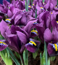 Načíst obrázek do prohlížeče Galerie, Kosatec (Iris) síťkovaný - "Purple Hill", 10ks, 20ks nebo 50ks
