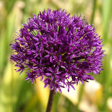 Načíst obrázek do prohlížeče Galerie, Okrasný česnek aflutanský - &quot;Purple Sensation&quot;, 5ks
